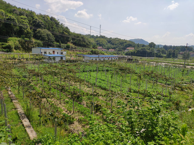 猕猴桃种植园